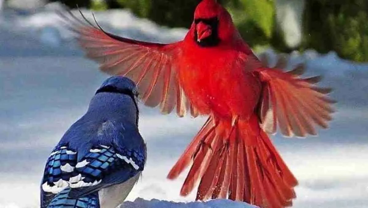 Spiritual Meanings of Seeing a Cardinal And a Blue Jay