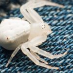 Spiritual Meanings of Seeing a White Spider