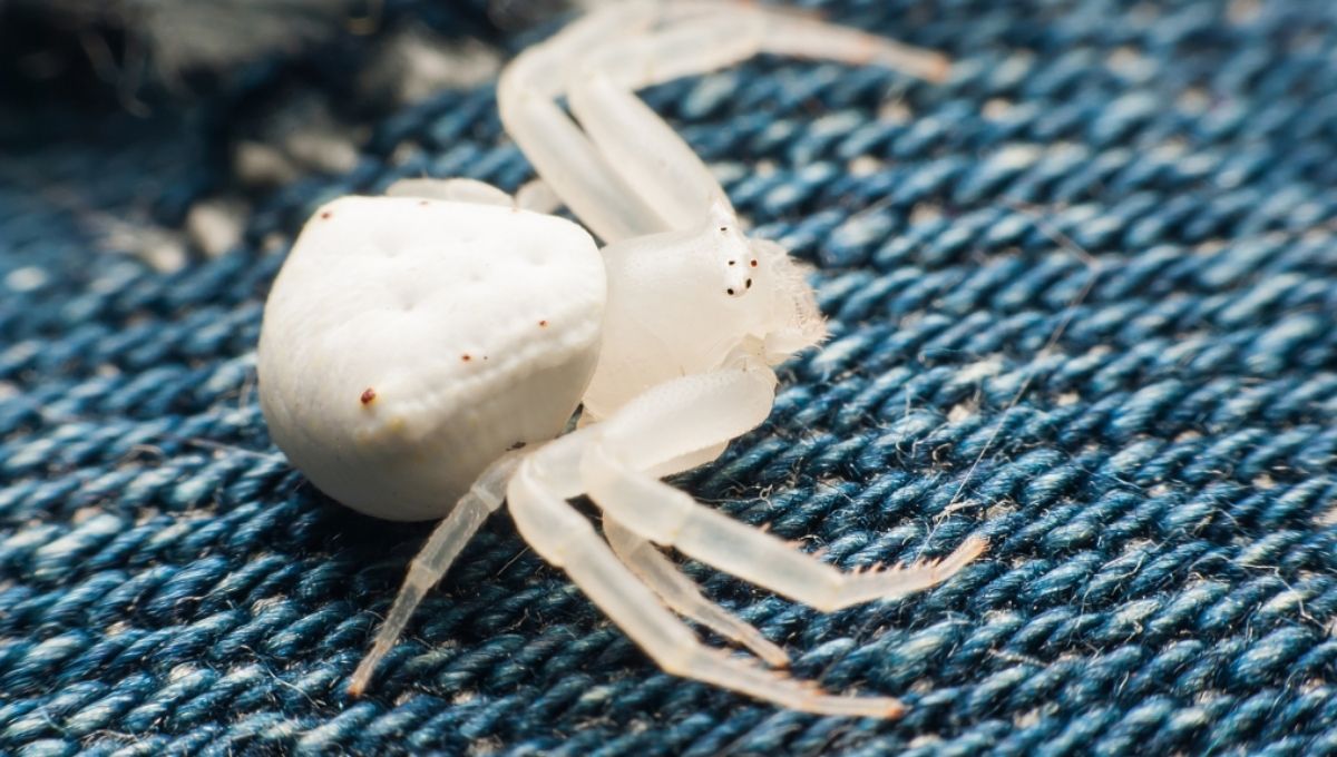 Spiritual Meanings of Seeing a White Spider