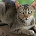 Spiritual Meanings of a Stray Cat Coming to Your House