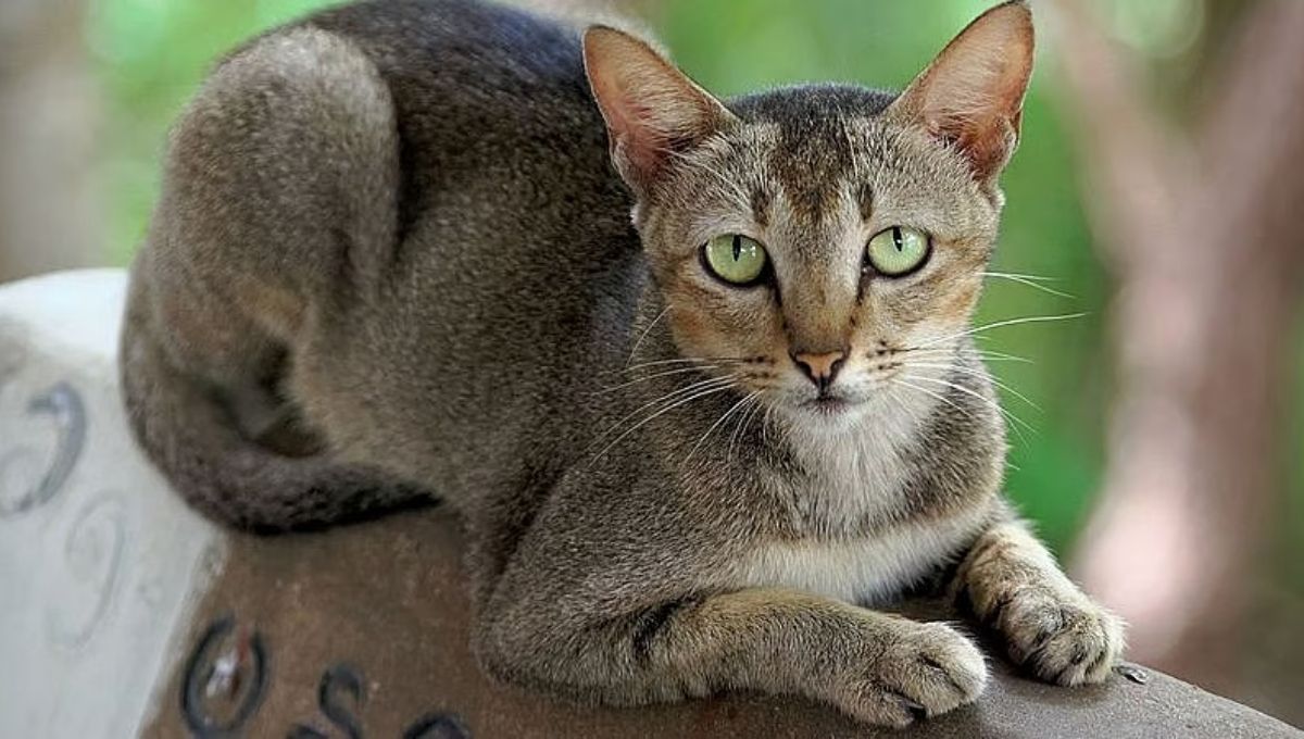 Spiritual Meanings of a Stray Cat Coming to Your House