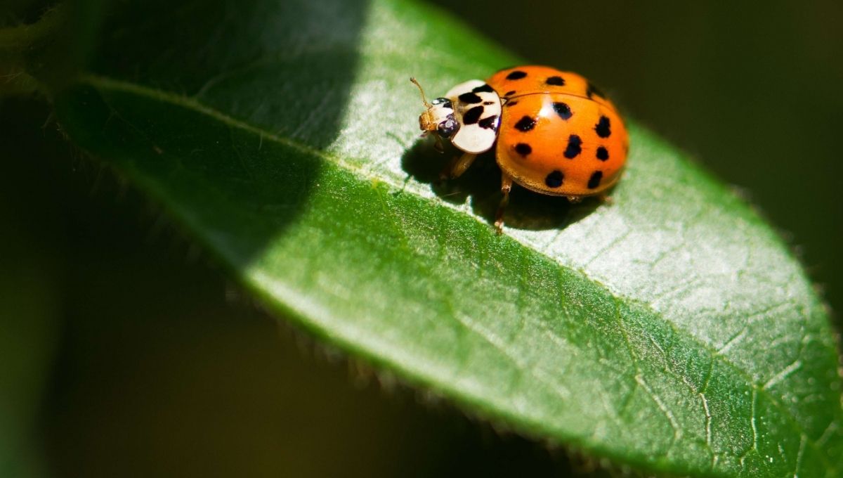 Spiritual Messages When a Ladybug Lands on You