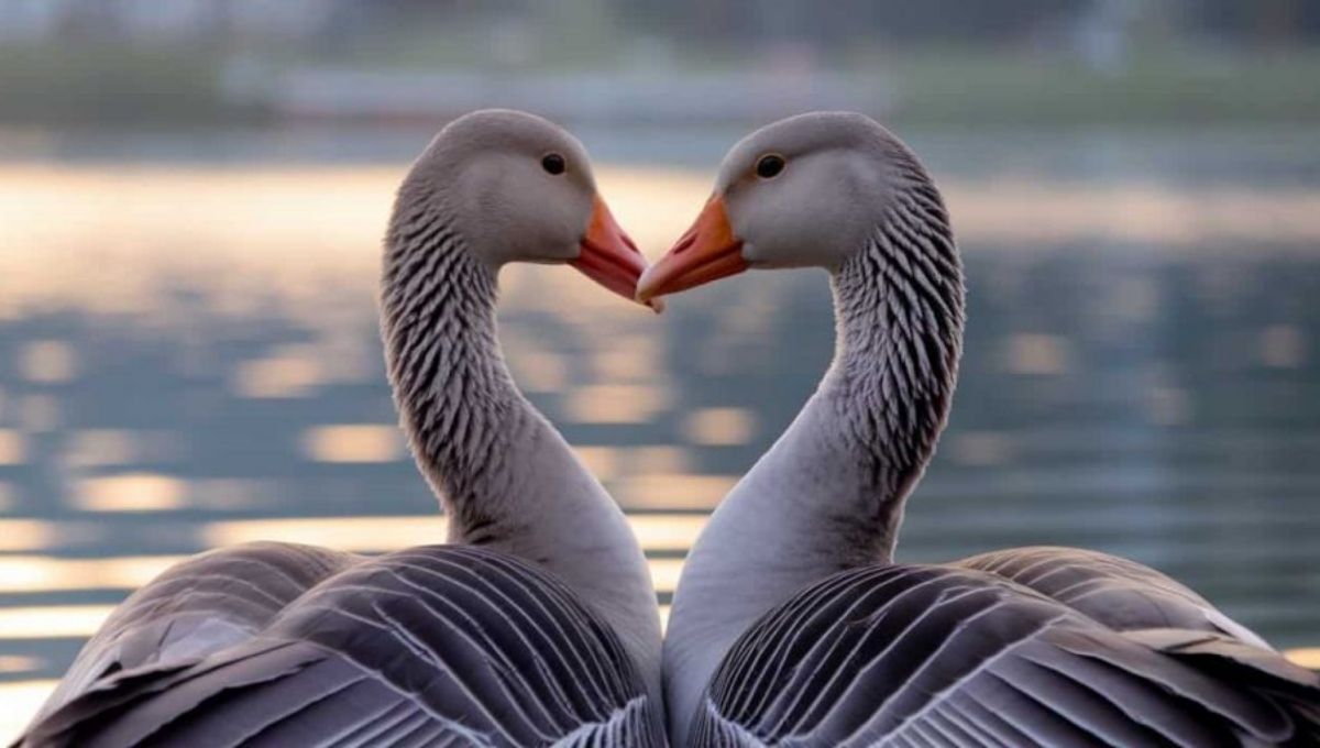 Spiritual Symbolism of Geese Across Cultures