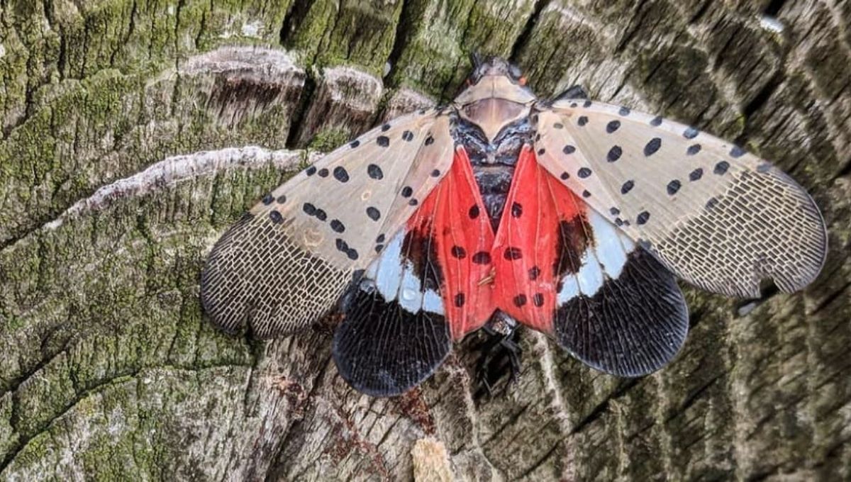Spotted Lanternfly: What You Need to Know