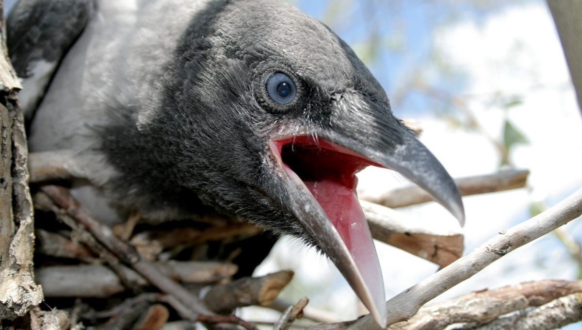 Stuck in Life? This Bird Might Be Nudging You Forward