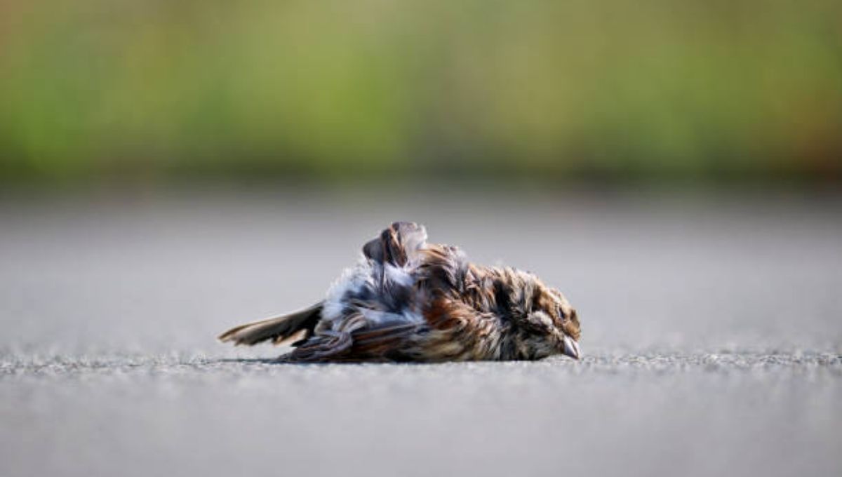 Symbol of Letting Go of Control