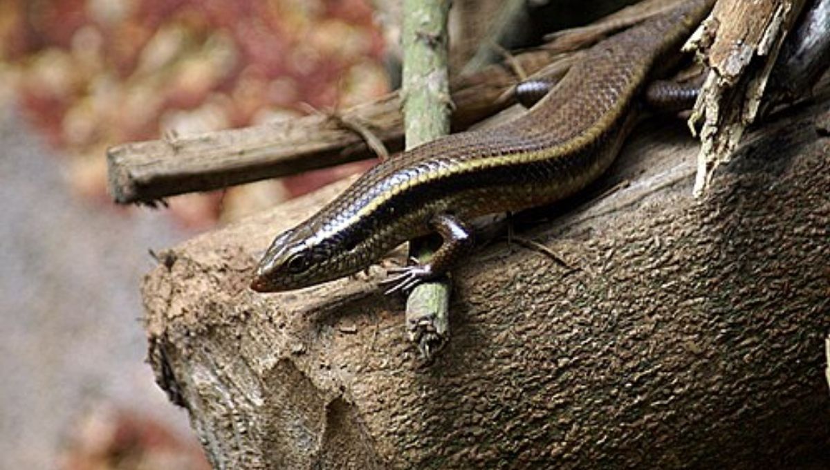 Symbolic Messages Behind the Skink Lizard