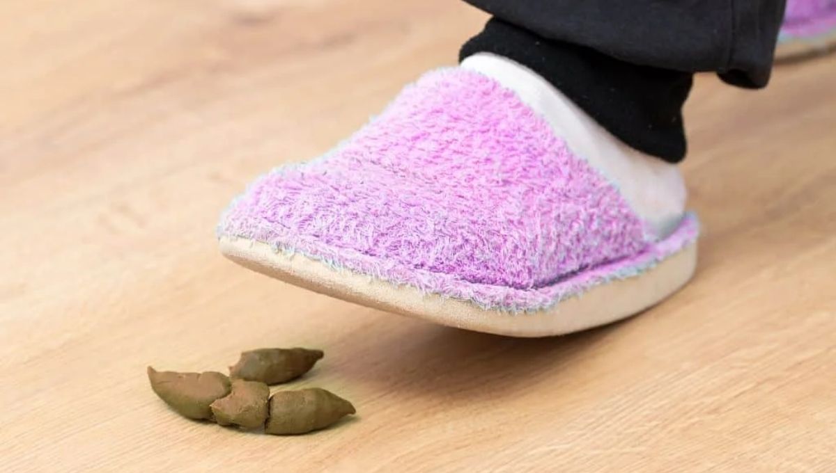 Symbolism of Dog Poop in Dreams