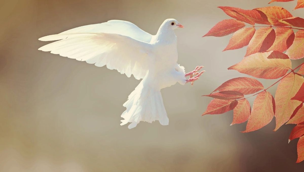 The Biblical Meaning of Doves: Spiritual Insights