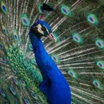 The Biblical Meaning of Peacock Dreams Unlocked