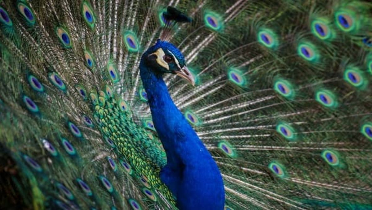 The Biblical Meaning of Peacock Dreams Unlocked