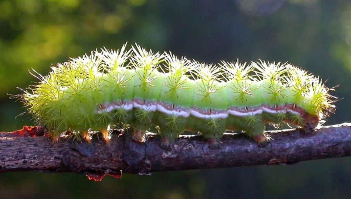 The Caterpillar’s Life Journey (and What It Teaches Us Spiritually)