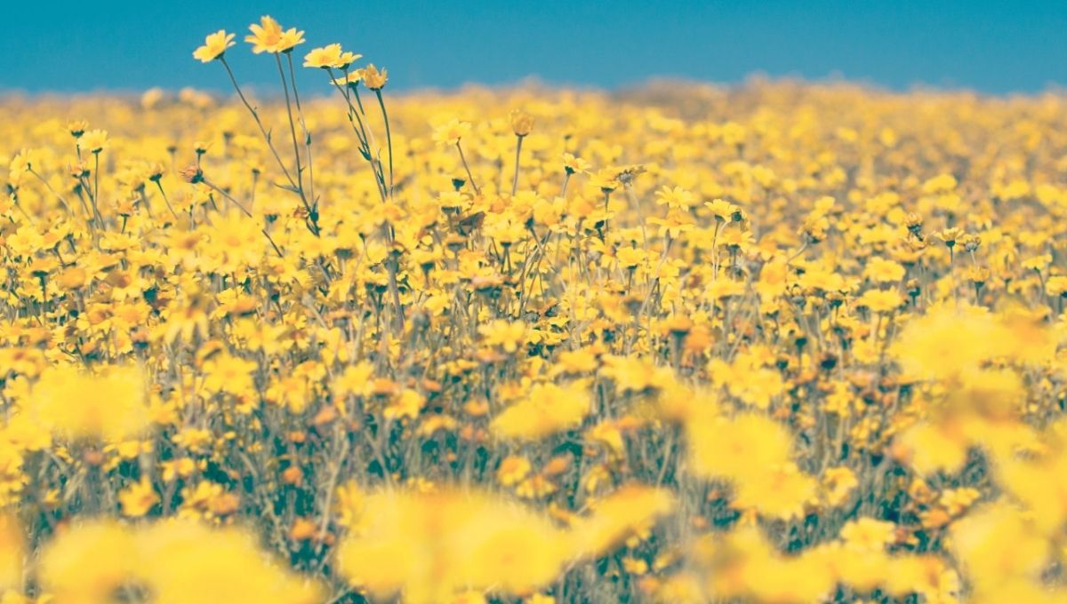 The Color Yellow in Biblical Symbolism