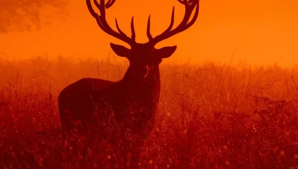 The Connection Between Deer and Angels