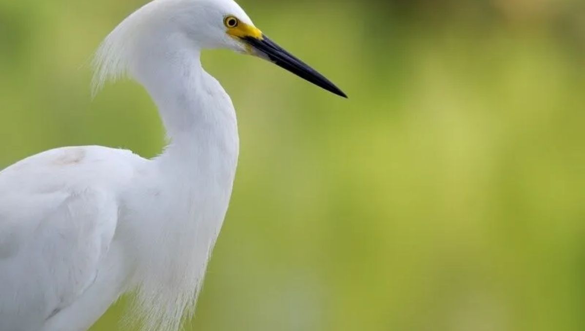 The Difference Between an Egret and a Heron