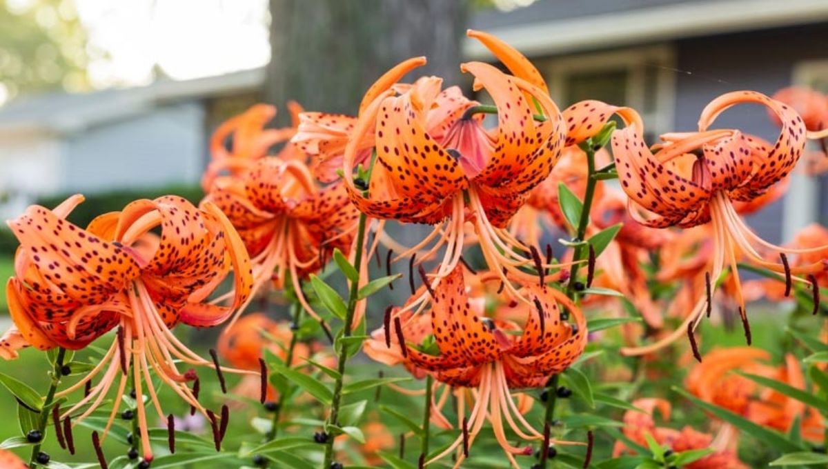 The Origin and Historical Background of Tiger Lilies