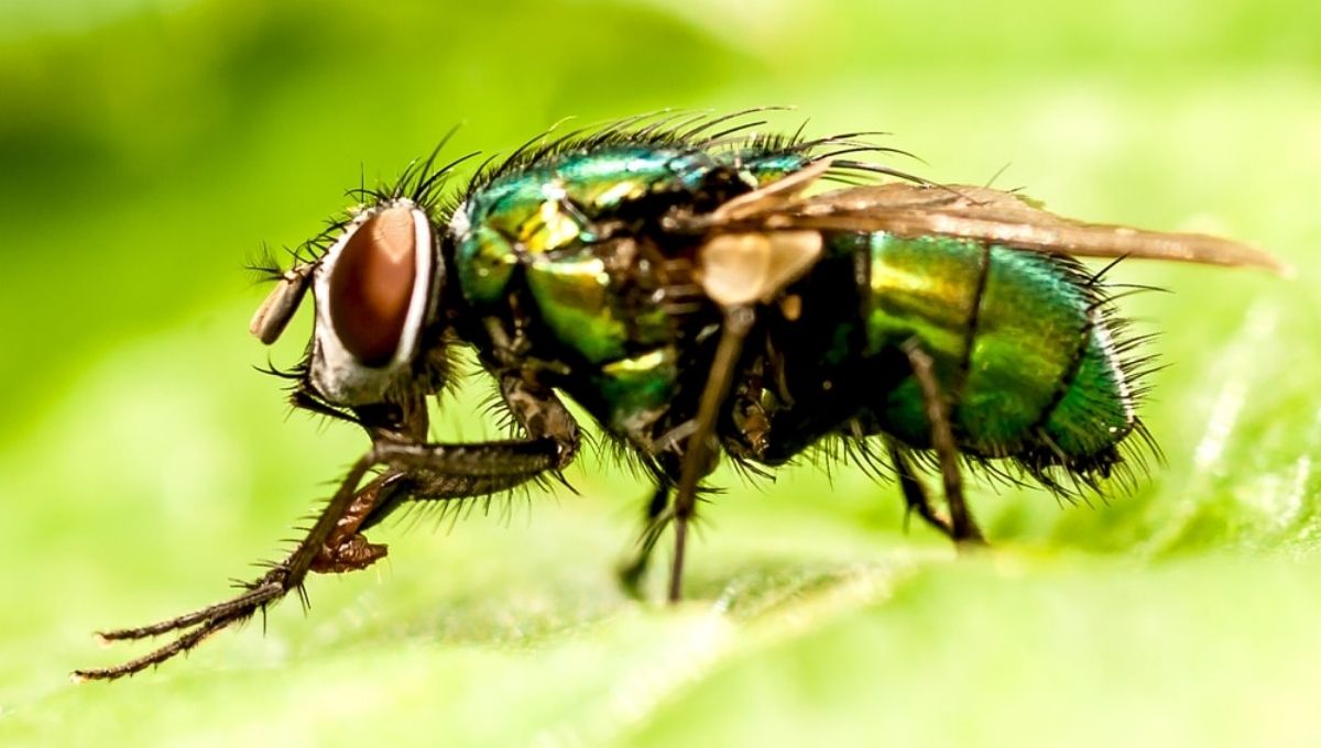 The Shadow Side: Negative Symbolism of Flies