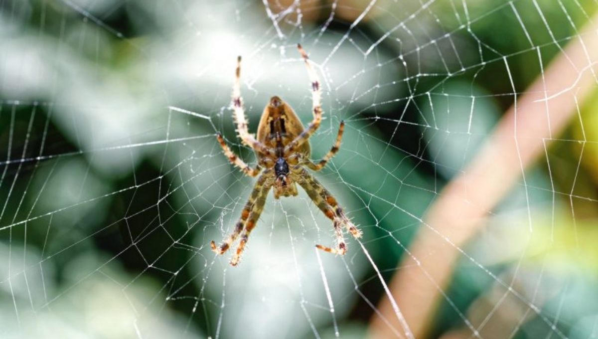 The Spider as a Symbol of Creativity and Patience