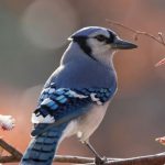 The Spiritual Meaning of Blue Jays Explained