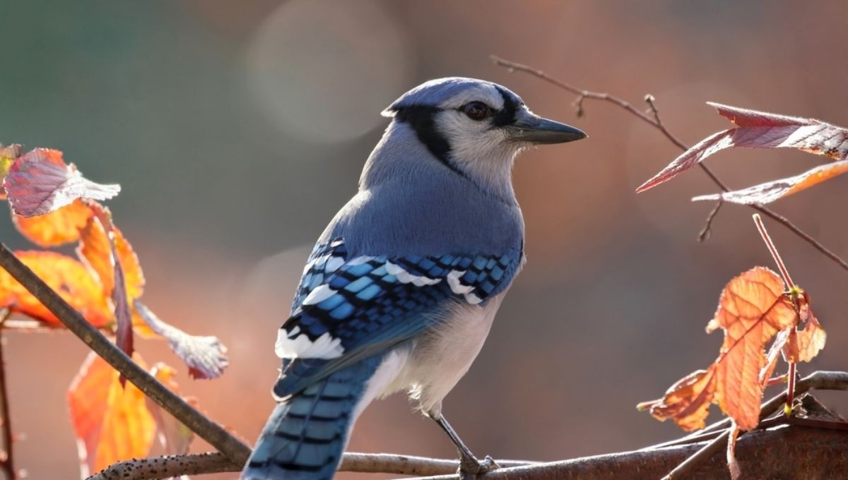 The Spiritual Meaning of Blue Jays Explained