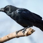 The Spiritual Meaning of Crow Tapping on a Window: A Complete Guide