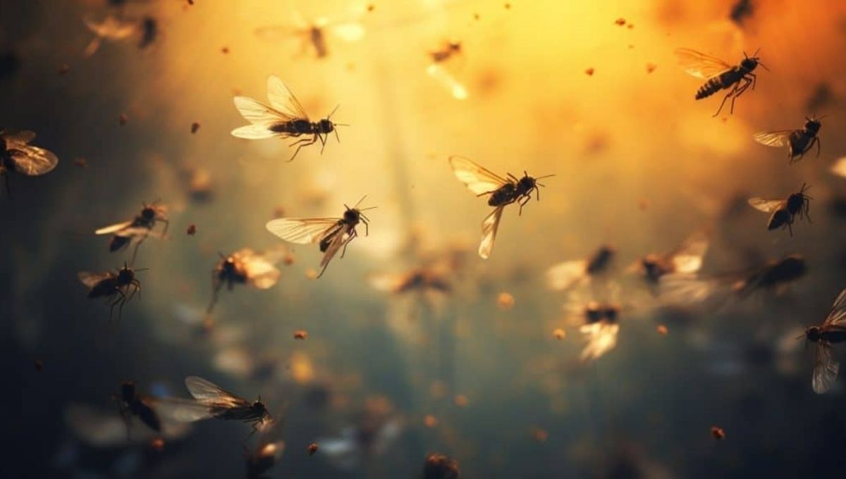 The Spiritual Meaning of Gnats in Your House: An In-Depth Guide