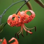 The Spiritual Meaning of Tiger Lilies