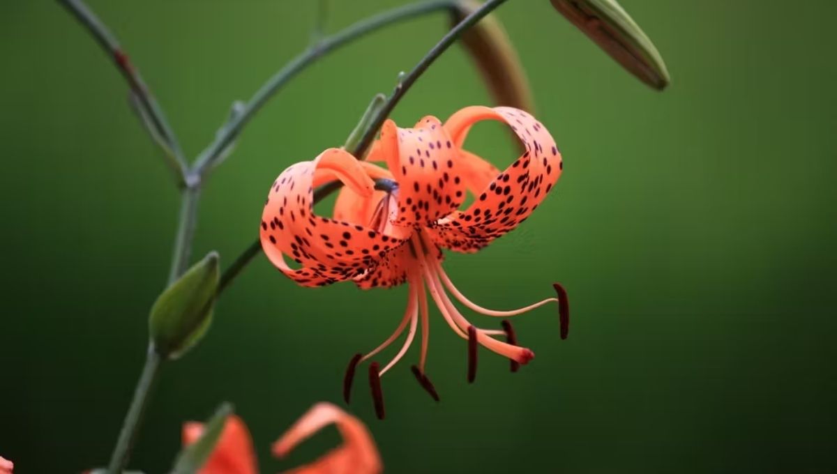 The Spiritual Meaning of Tiger Lilies