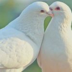 The Spiritual Meaning of Two Doves