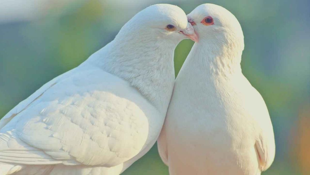 The Spiritual Meaning of Two Doves