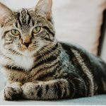 The Spiritual Meaning of a Cat Staring at You