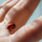 The Spiritual Meaning of a Ladybug Landing on You