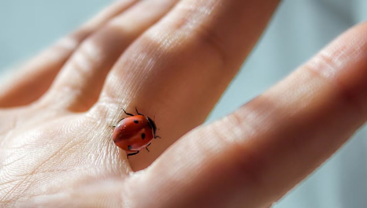 The Spiritual Meaning of a Ladybug Landing on You