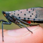The Spiritual Meaning of the Spotted Lanternfly