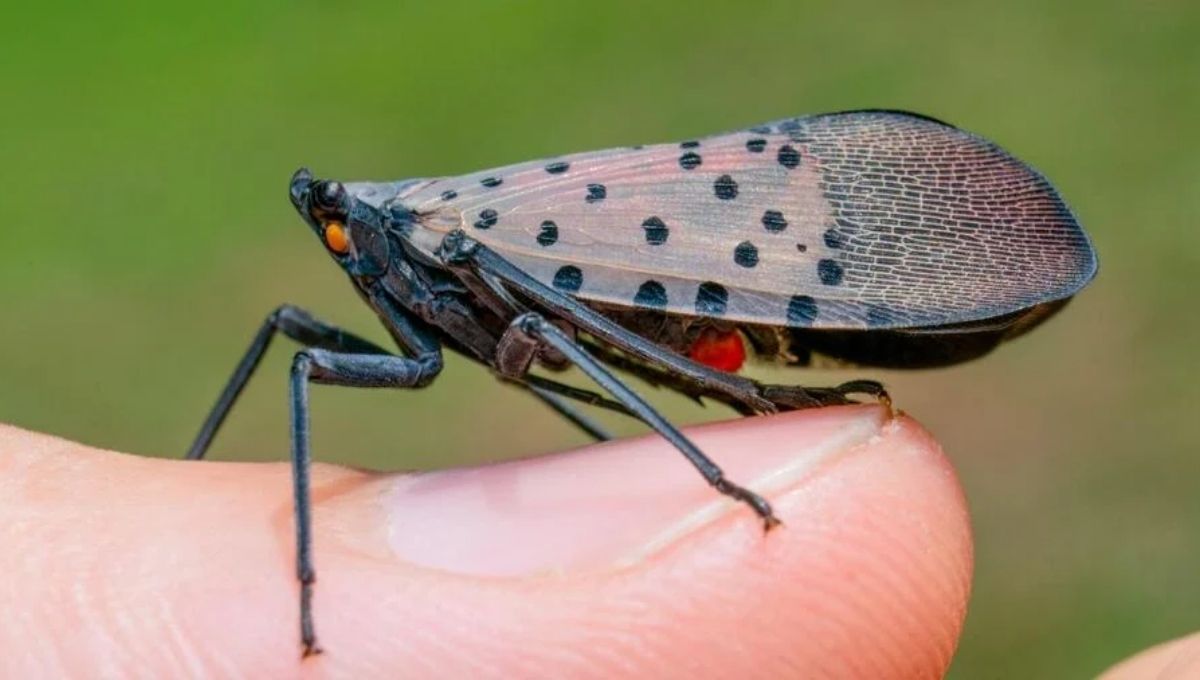 The Spiritual Meaning of the Spotted Lanternfly