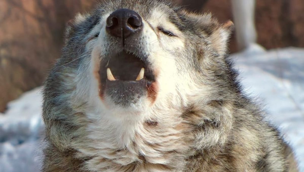 The Spiritual Significance of Dog Howling