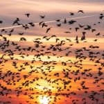 The Truth About the Spiritual Meaning of a Flock of Birds