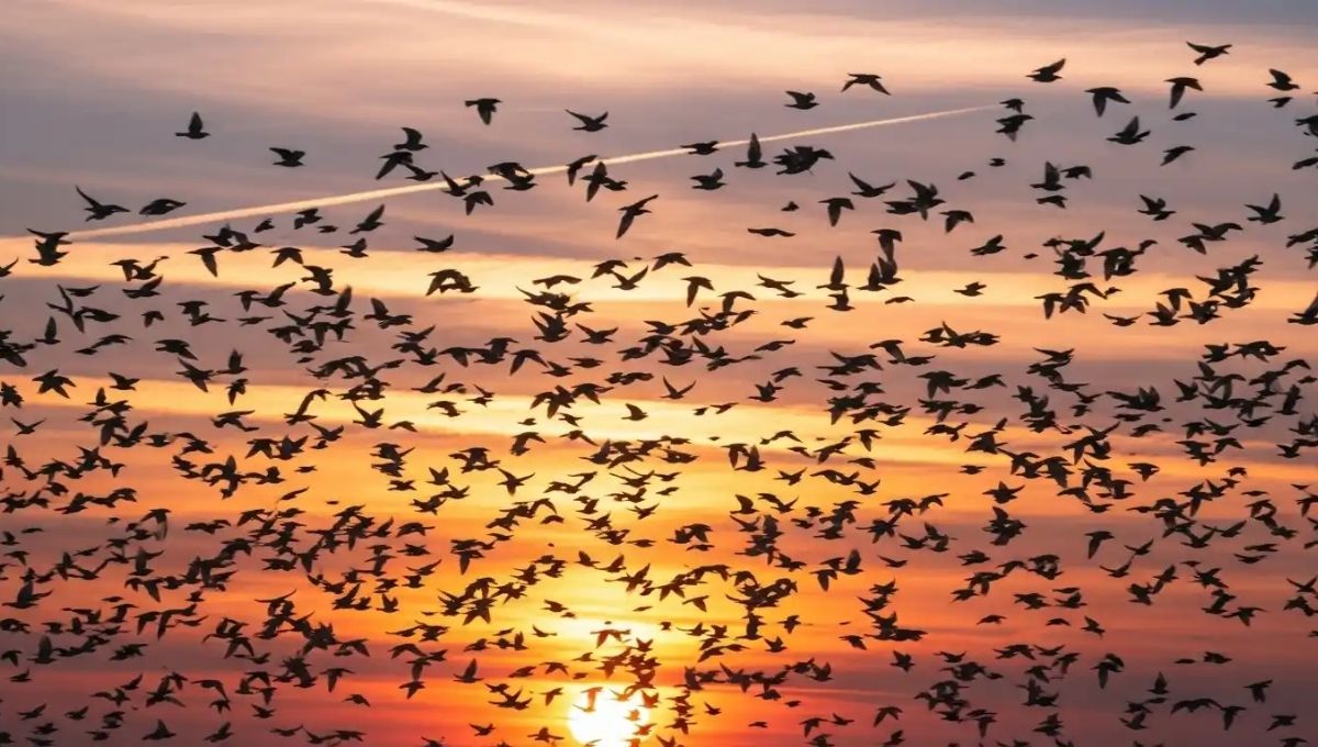 The Truth About the Spiritual Meaning of a Flock of Birds