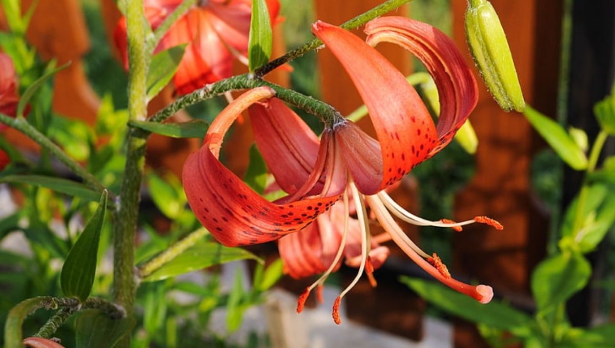 Tiger Lilies in Dream Interpretation