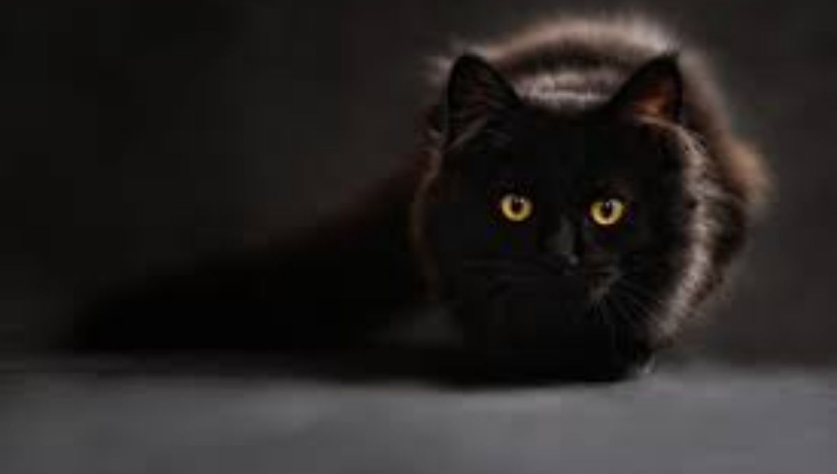 True Stories of People Visited by Stray Black Cats