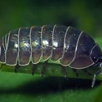 Uncovering the Spiritual Secrets of Roly Poly Bugs