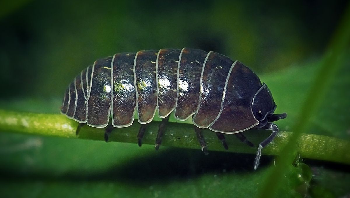 Uncovering the Spiritual Secrets of Roly Poly Bugs