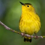 Unlocking the Spiritual Significance of Seeing a Yellow Bird