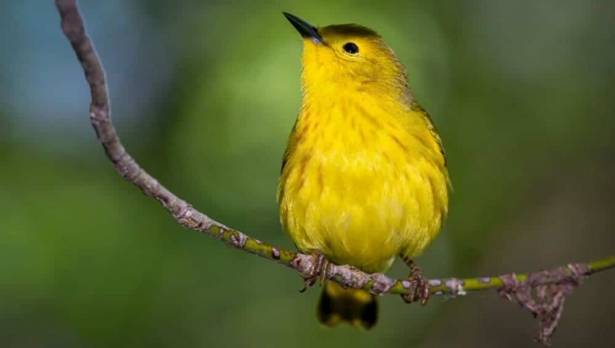Unlocking the Spiritual Significance of Seeing a Yellow Bird