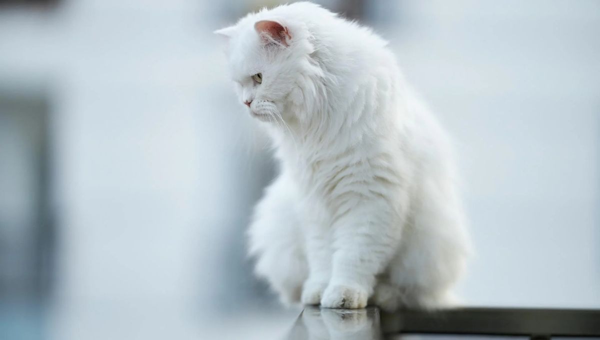 White Cat Dream Meaning