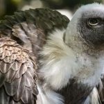 Vulture Spiritual Meaning: Messengers of Death or Transformation?