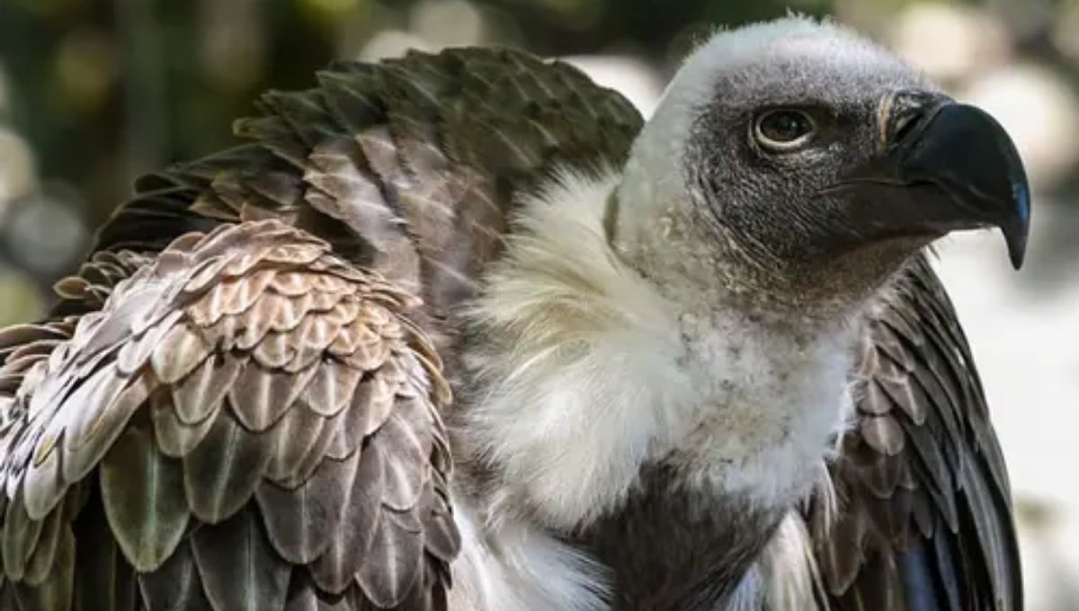 Vulture Spiritual Meaning: Messengers of Death or Transformation?