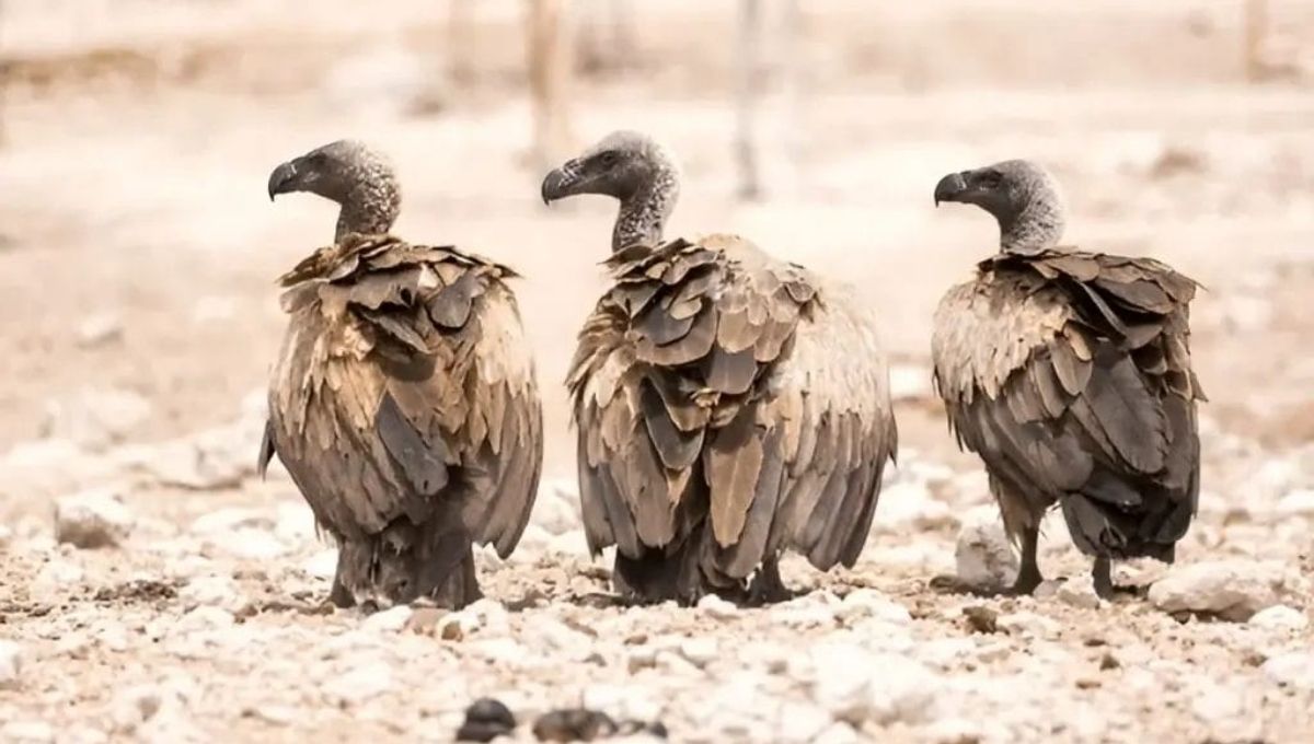 Vulture Totem, Spirit, and Power Animal