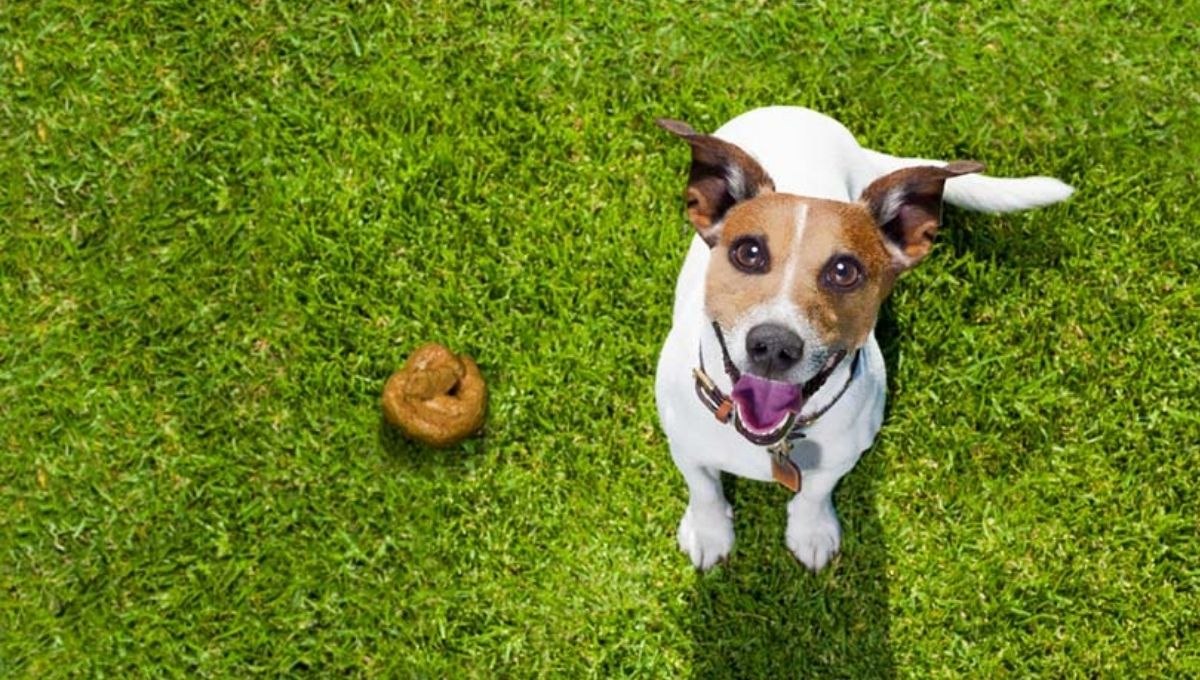 What Different Cultures Say About Dog Poop Spiritually