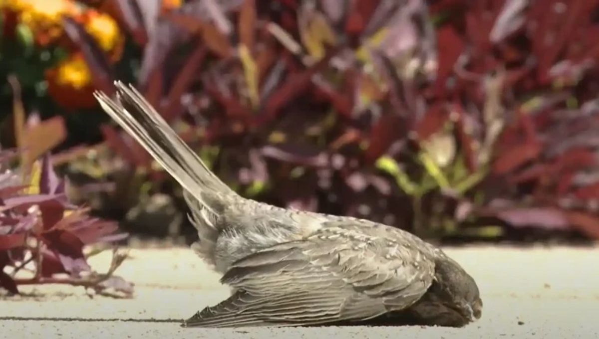 What Different Dead Birds Symbolize (By Species)